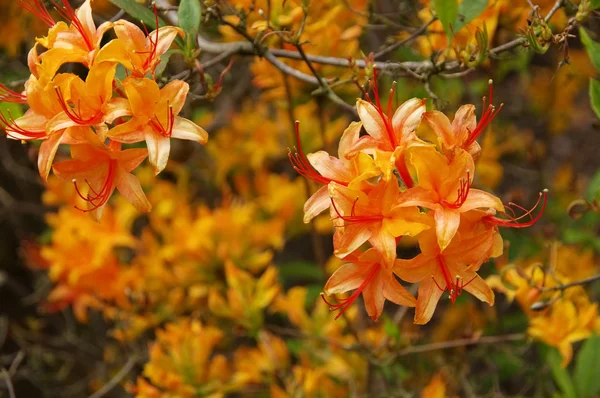 Azalea narancs színben — Stock Fotó