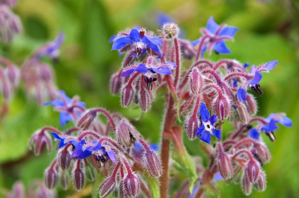 Borage is blooming in blue — Stock Photo, Image