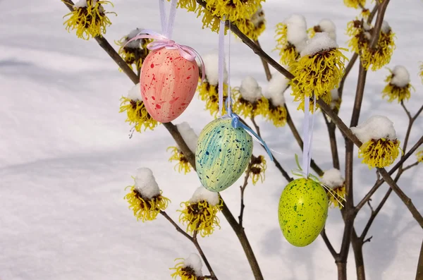 Hamamelis shrub in easter time — Stock Photo, Image