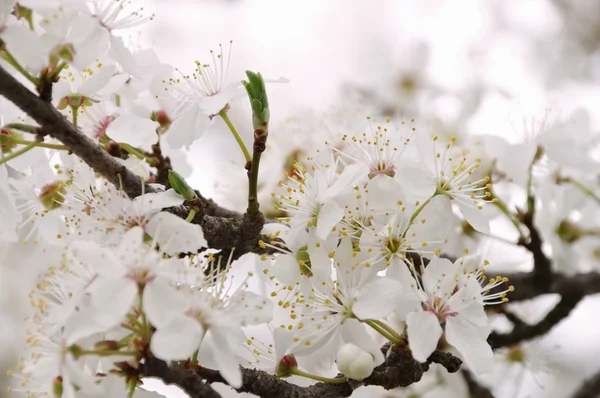 Flor de ameixa na primavera — Fotografia de Stock