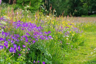 Bahar çiçek çayırları dağlarda