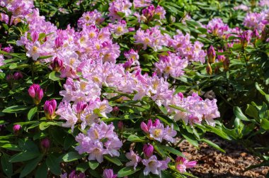 Ormangülü bitkiler bahar