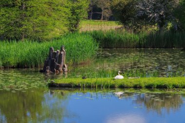 bir parkta bir kuğu aile