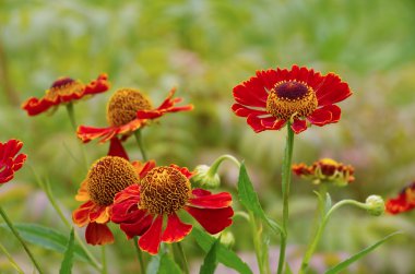 Yaz aylarında helenium çiçek