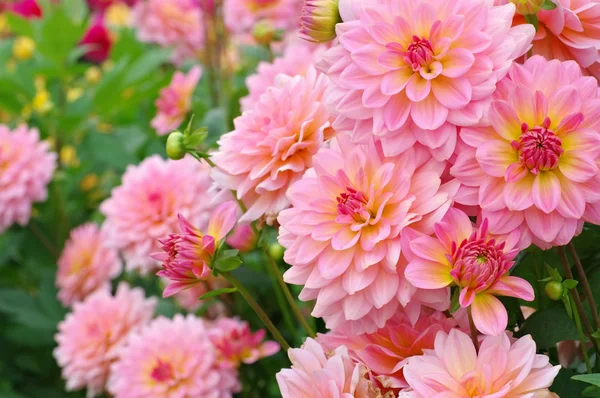 Dahlia is called Harzfee — Stock Photo, Image