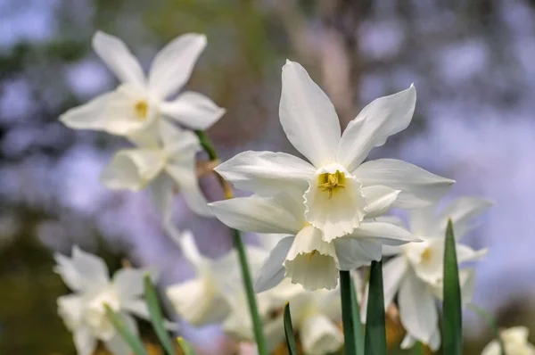 Daffodil Thalia  wild Narcissus triandrus — Stock Photo, Image