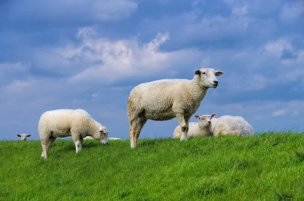 Ostfrieslandschafe — Stockfoto