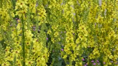 Verbascum bitki sarı renkte çiçek açan