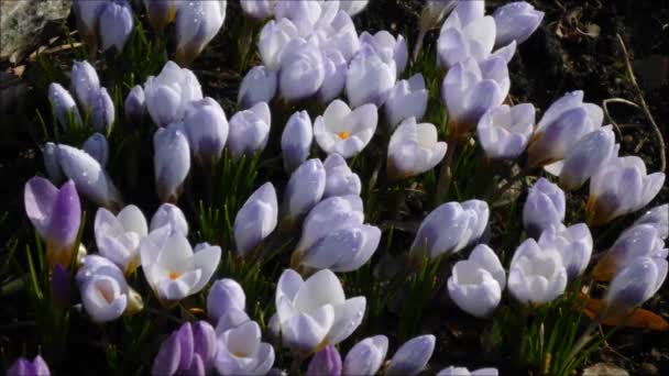 Crokus 蓝珍珠在春天 — 图库视频影像