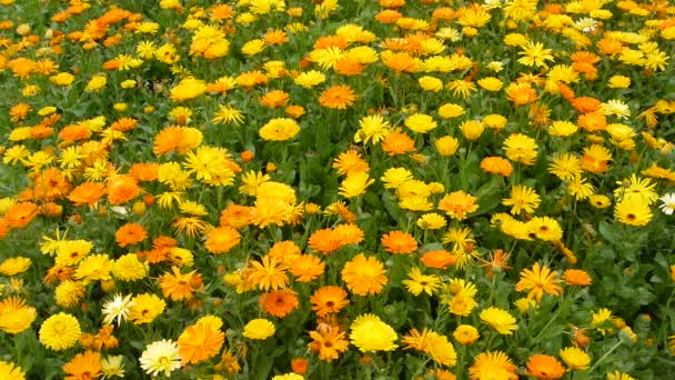 Muitas flores de calêndula no verão — Vídeo de Stock