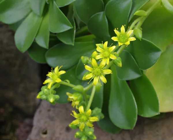 Aeonium glutinosum rostlina — Stock fotografie