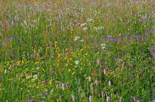 Prairies de fleurs de printemps dans les montagnes — Photo