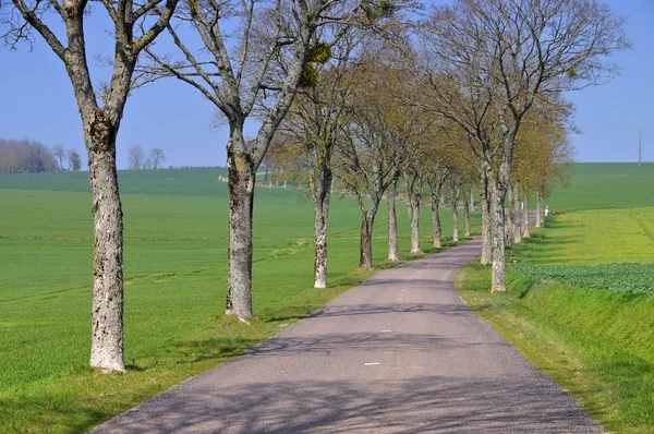 Bourgogne, route bordée d'arbres — Photo
