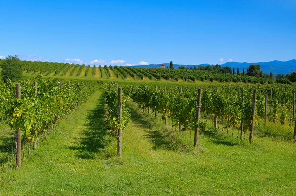 Friaul vineyards in summer — Stock Photo, Image