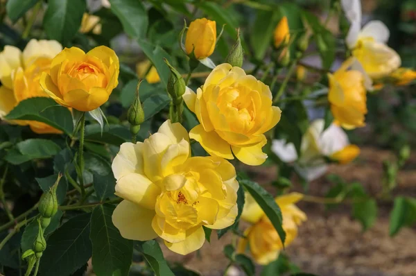 Gelbe Englische Rose Butterblume — Stockfoto