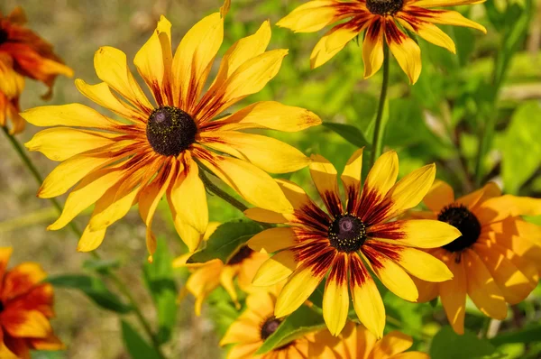 Schwarzäugige Susanblume — Stockfoto