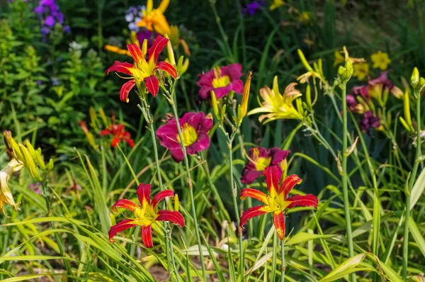 Daylily of the species Red Ribbons — Stock Photo, Image