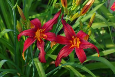 Crimson Pirate türlerin daylily