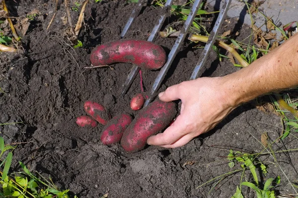 Potato harvest in garden — Stock Photo, Image