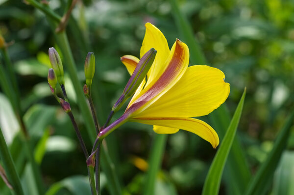 Лилейник видов корки