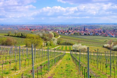 Bahar mevsiminde Almanya 'nın Deidesheim çevresindeki manzara