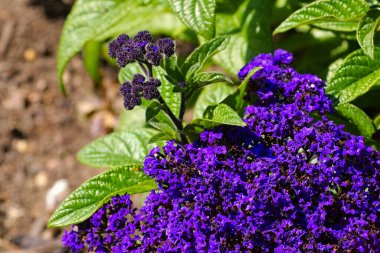 Bahçe Heliotrope yaz bahçesinde