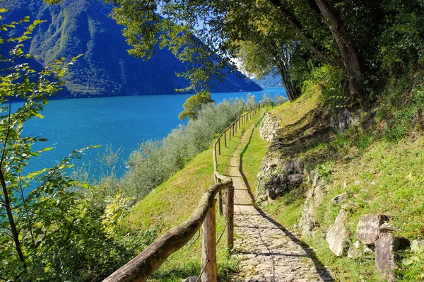 Gandria Sentiero Dell Olivo Lago Lugano Suiza — Foto de Stock
