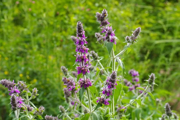 Stachys Persica Kuzuların Kulaklarından Çıkan Bir Bitki — Stok fotoğraf