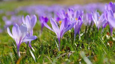 Drebach, Saksonya 'da Crocus çiçekleri