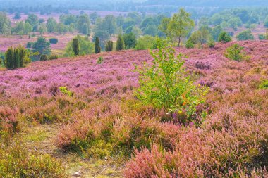 Wilsede yakınlarındaki sonbaharda Lueneburg Heath manzarası, tepeden manzara.