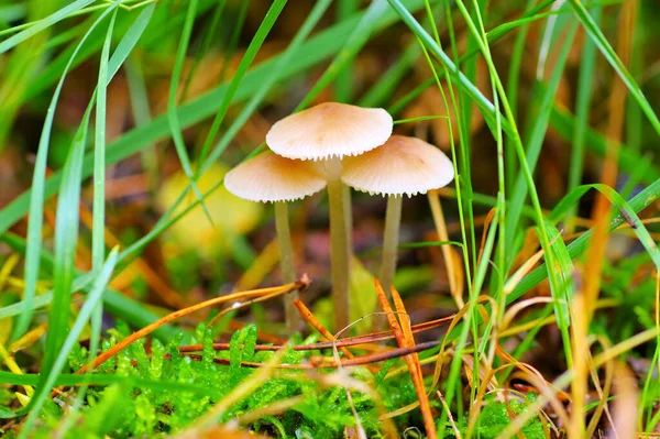 Grupa Grzybów Mycena Jesiennym Lesie — Zdjęcie stockowe