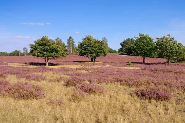 Vřesoviště Kvetoucí Vřesovištěm Calluna Vulgaris — Stock fotografie