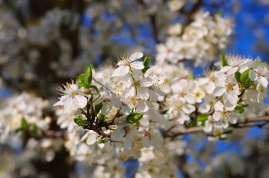 İlkbaharda beyaz erik çiçeği