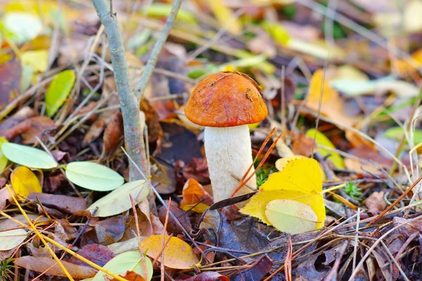 Red Cap Mushroom Autumn Forest — Stock Photo, Image