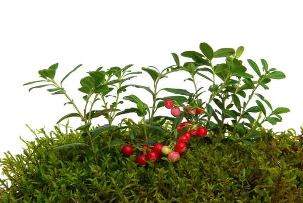 Cowberry — Stock Photo, Image