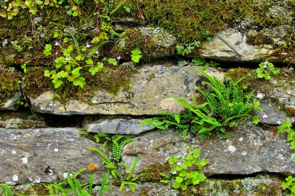 Gatunek spleenwort — Zdjęcie stockowe