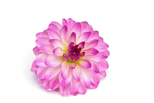 Dahlia — Stock Fotó