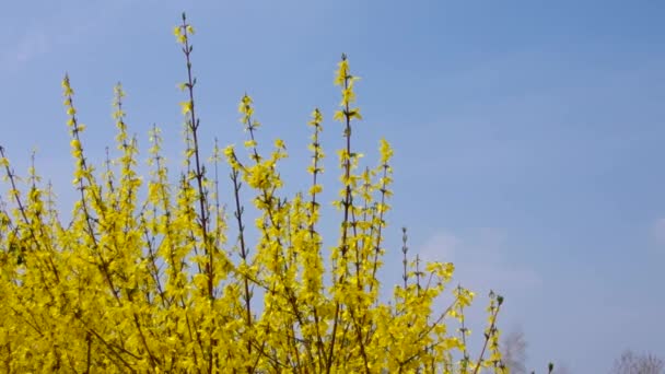 Forsythia — Stockvideo