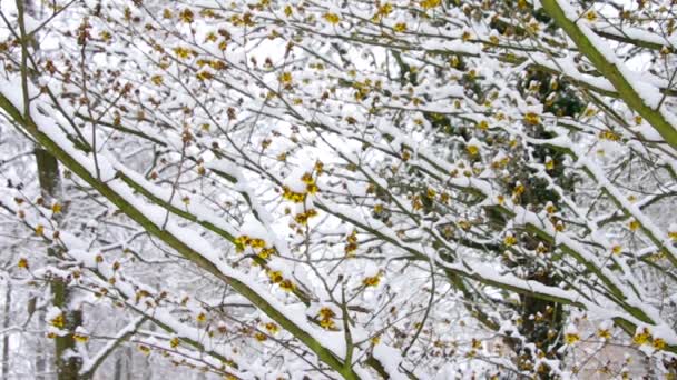 Hamamelis en la nieve — Vídeos de Stock