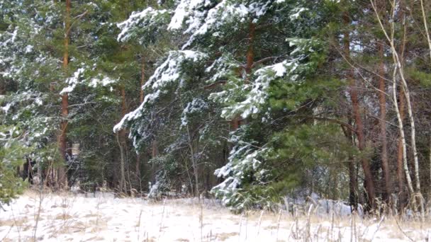 В зимовому лісі — стокове відео