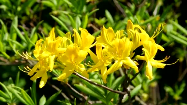 Azalea amarillo — Vídeo de stock