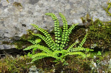 baldırıkara otu spleenwort