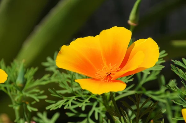 Kalifornischer Mohn — Stockfoto