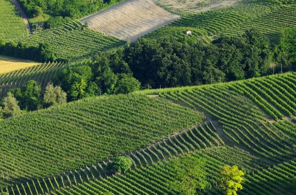 Langhe wijngaarden — Stockfoto