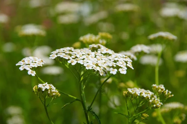 Yarrow. — Foto de Stock