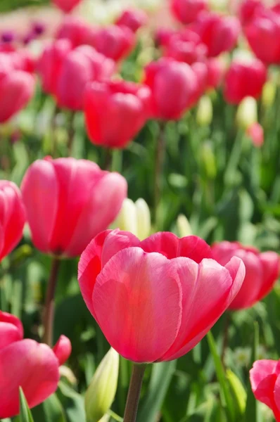 Tulip rood — Stockfoto