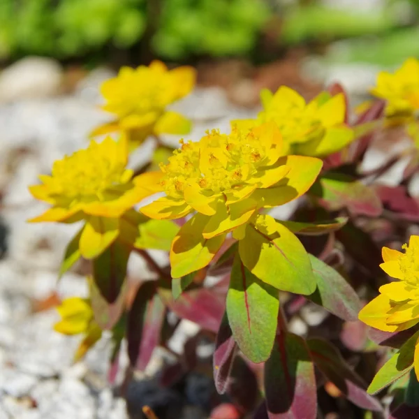 Euphorbia şenlik — Stok fotoğraf