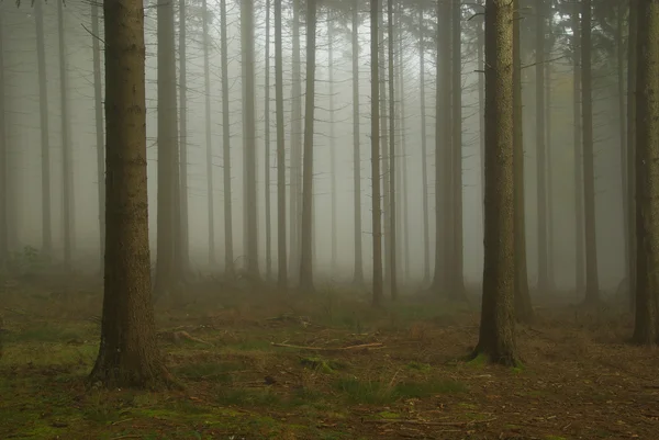 Forest in fog — Stock Photo, Image