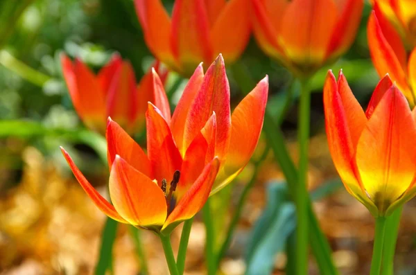 Дикий тюльпан — стоковое фото