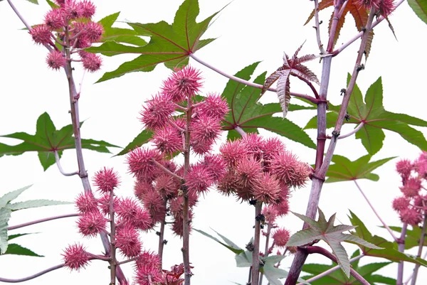 Planta de óleo de rícino — Fotografia de Stock